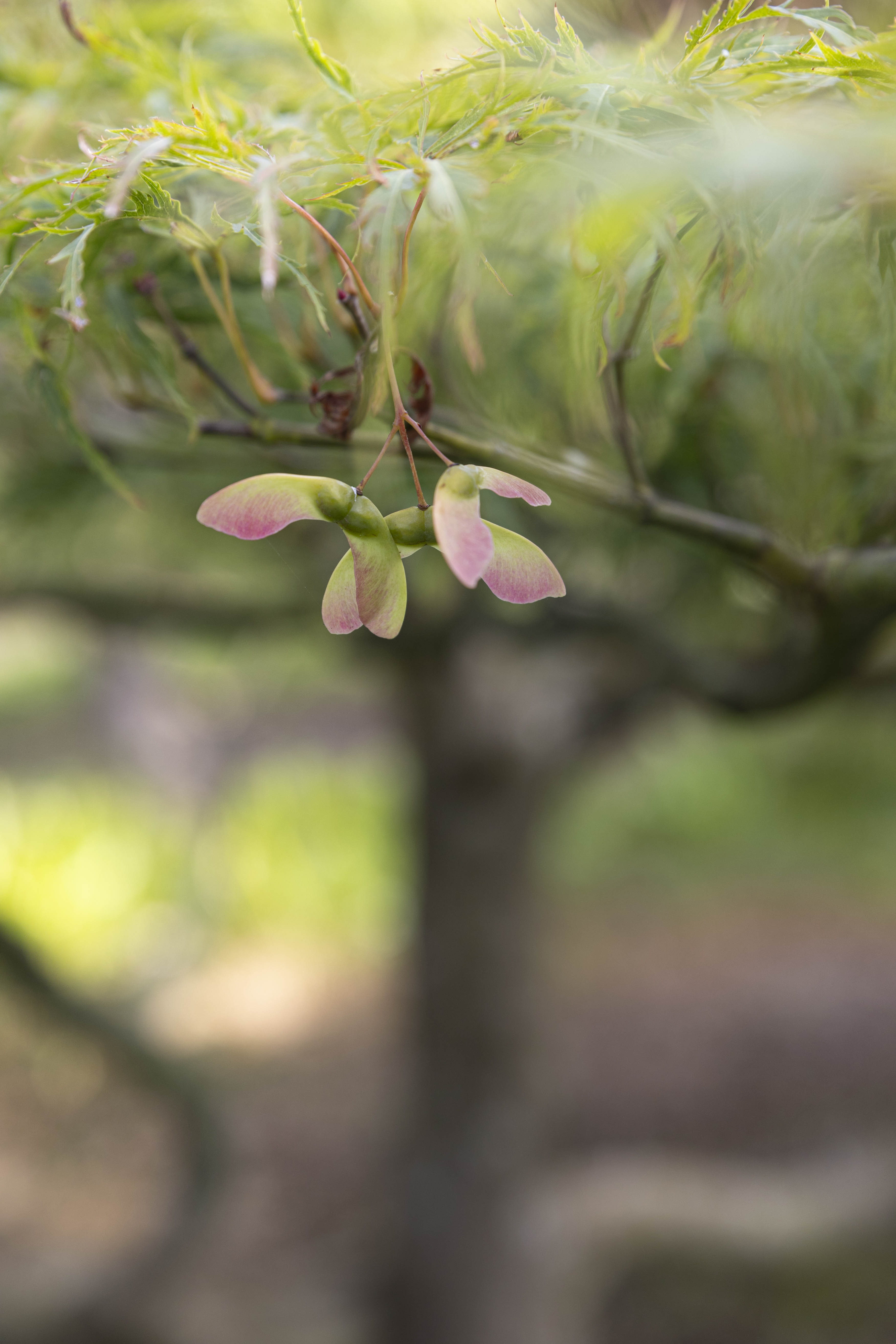 Acer palmatum 'Dissectum' Bonsai 